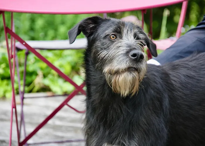 Daire Gut Kalkhaeuschen, Ein Ort Mit Geschichte Aachen